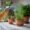 woman spraying indoor plant pots of herbs