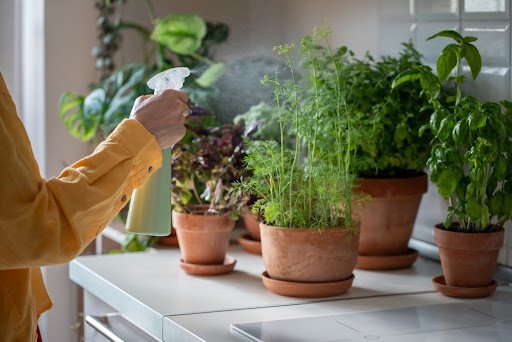 woman spraying indoor plant pots of herbs