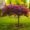 Japanese maple plant for shade trees