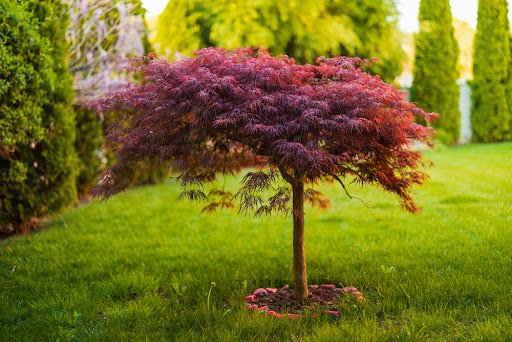 Japanese maple plant for shade trees