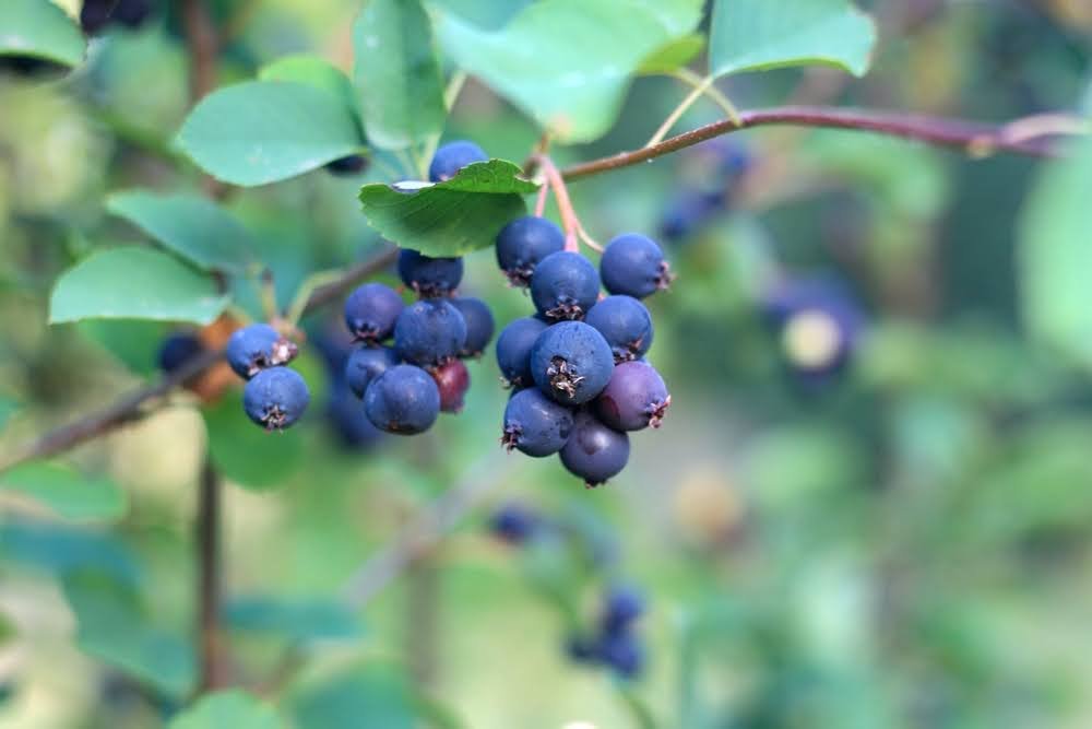Amelanchier plant as shade trees