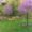 Eastern Redbud as shade trees
