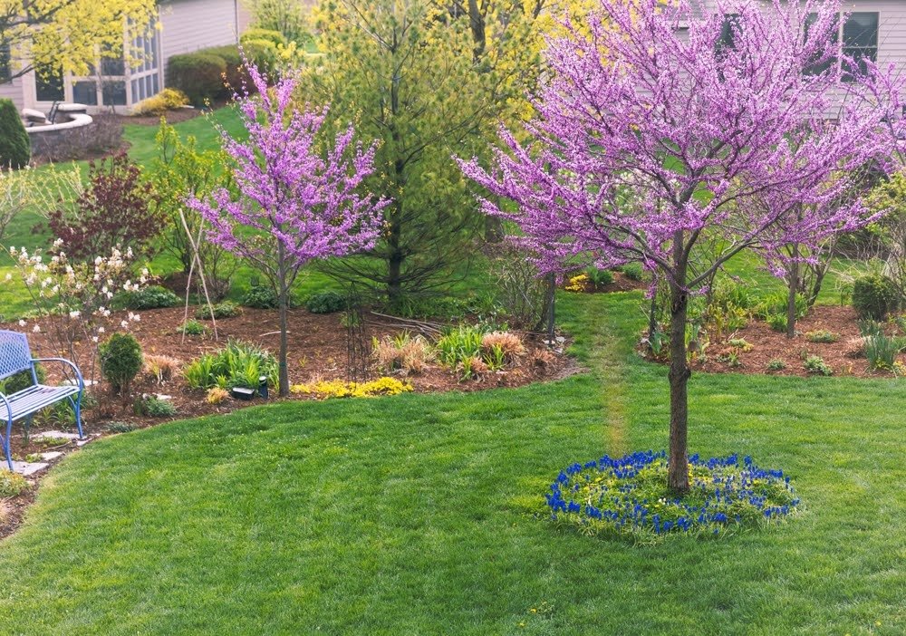 Eastern Redbud as shade trees