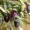 Olive Tree as shade trees