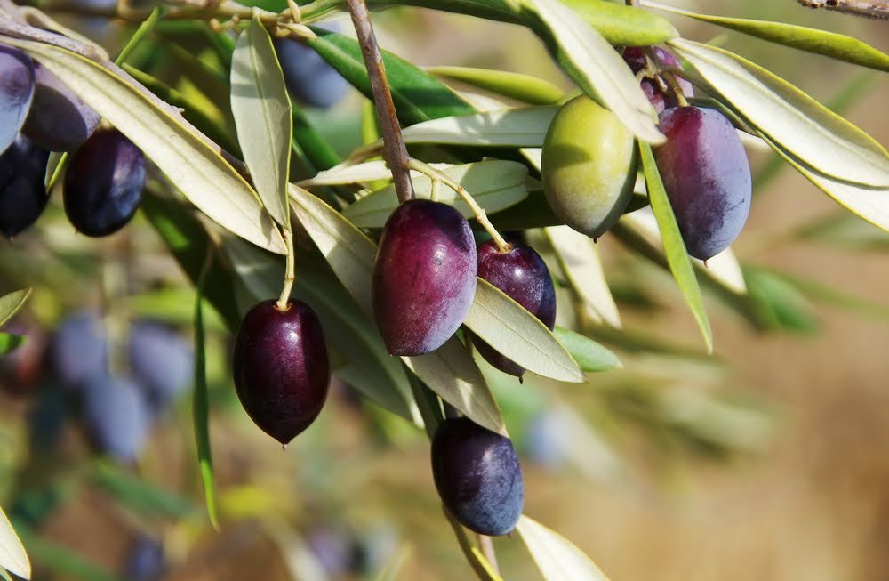 Olive Tree as shade trees