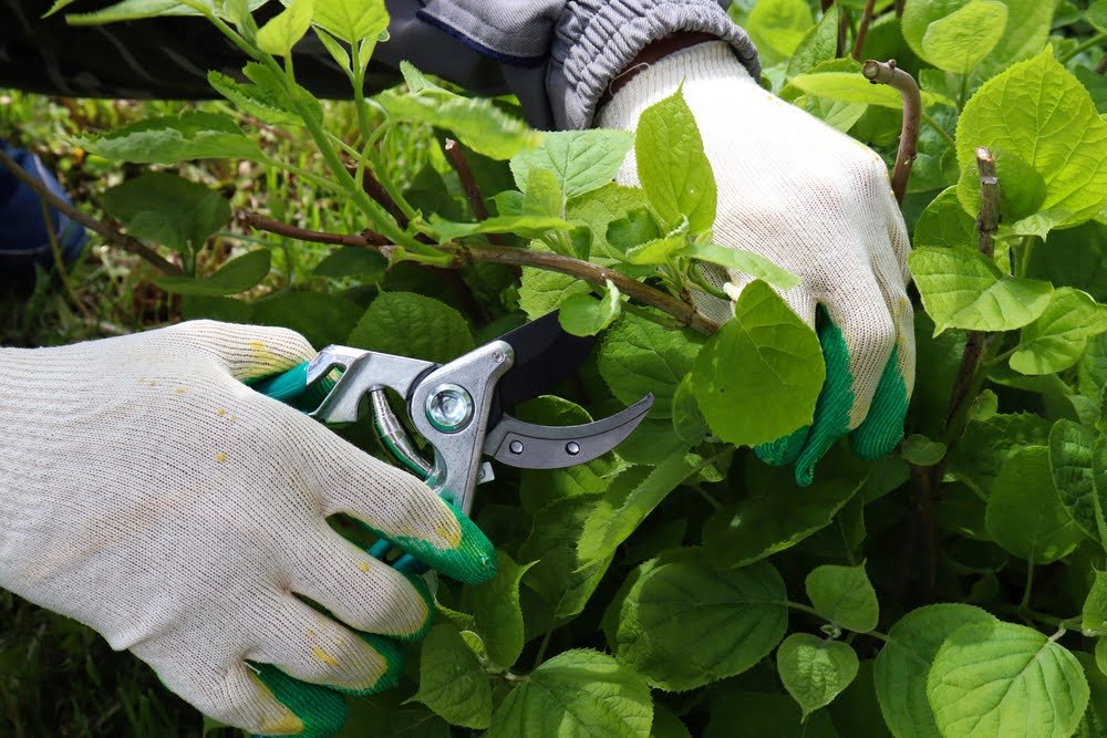 Man cutting leaves of shade trees