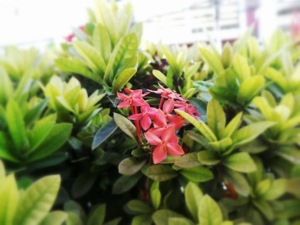 flower plant in garden