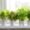 white indoor plant pots of herbs