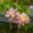 Lantana summer plants