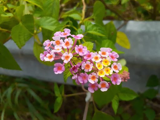 Lantana summer plants
