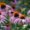Coneflower summer plant