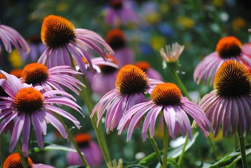 Coneflower summer plant
