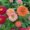 Zinnia summer plant in garden