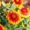 Blanket Flower plant