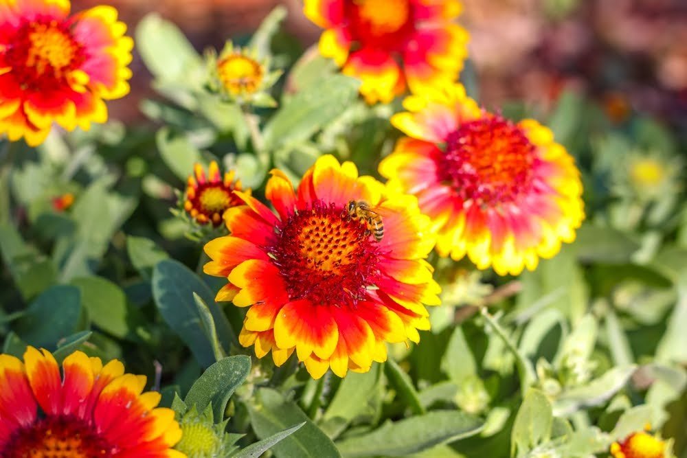 Blanket Flower plant