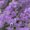 Russian Sage plant