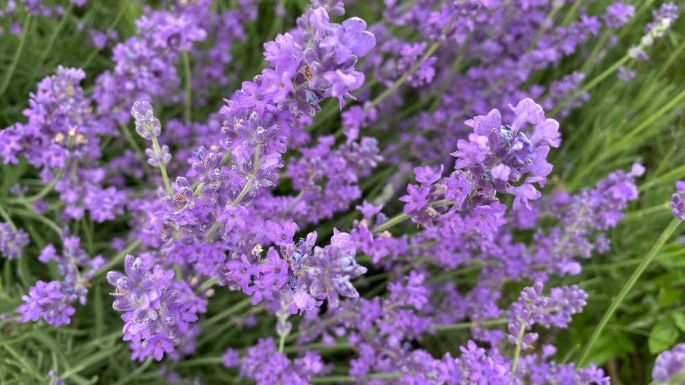 Russian Sage plant
