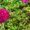 Portulaca plant