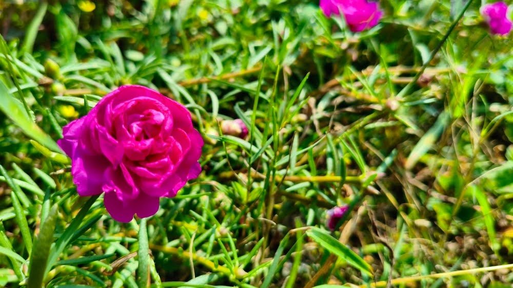 Portulaca plant
