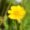 Coreopsis plant