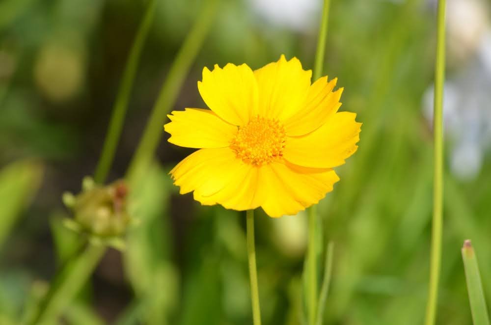 Coreopsis plant