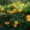 Marigold plant