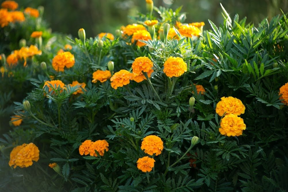 Marigold plant