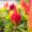 Celosia plant