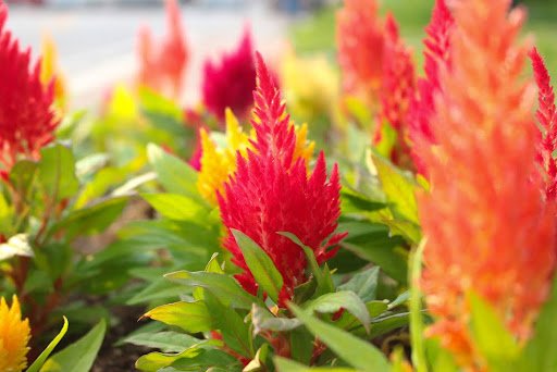 Celosia plant