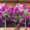 Verbena plant