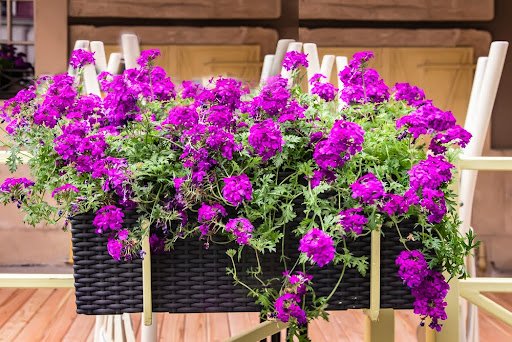 Verbena plant