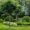 shady trees in garden