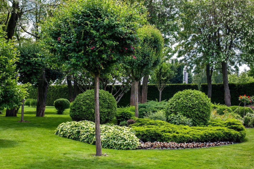 shady trees in garden