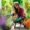 girl planting plant in pot