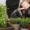 man watering indoor plant pots of herbs