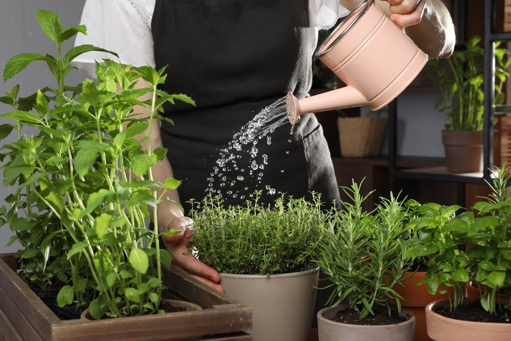man watering indoor plant pots of herbs