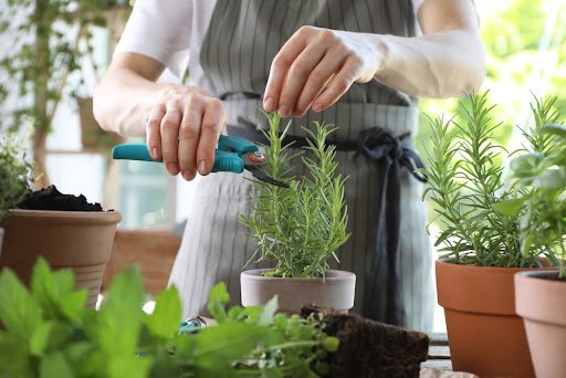 man trimming plant pots of herbs