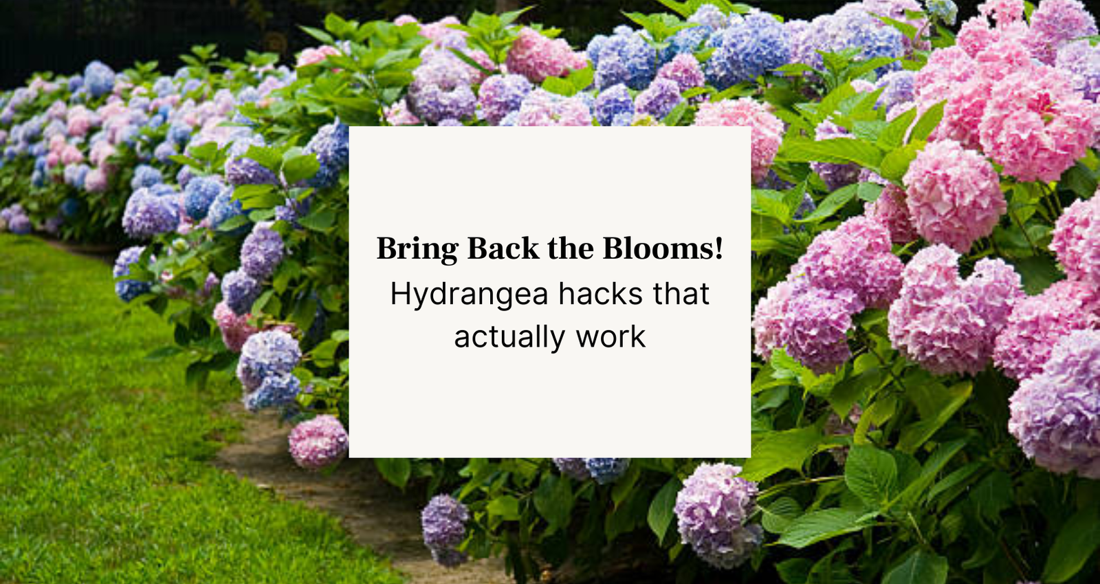 hydrangeas bloom