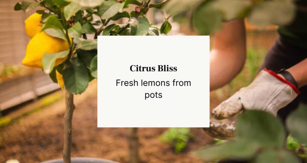 man checking lemon plant in pot