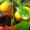 growing lemon plant in pot