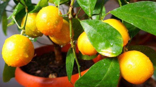 growing lemon plant in pot