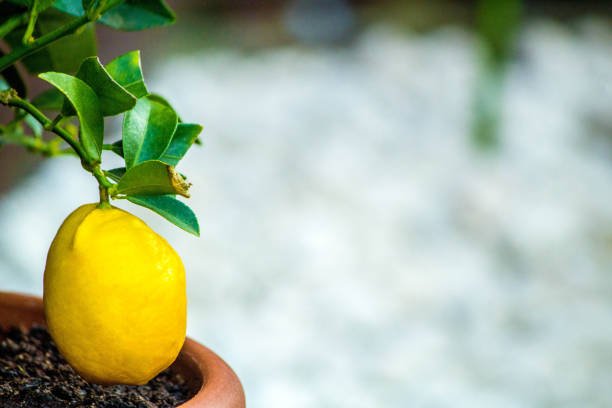 lemon plant in pot