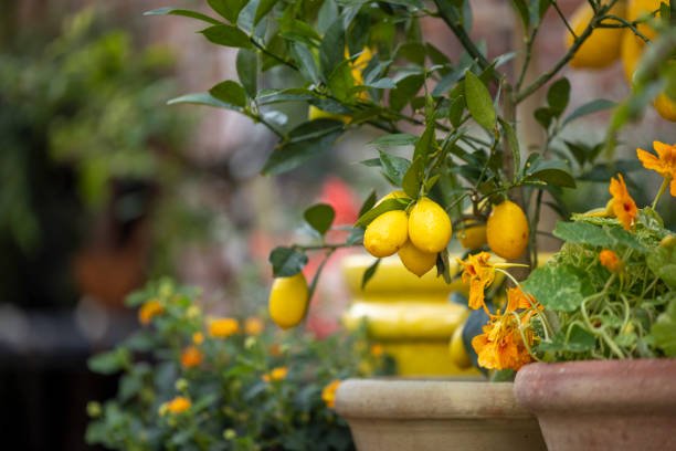 lemon in pot outdoor