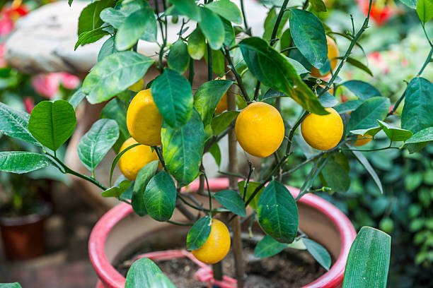 lemons in pot
