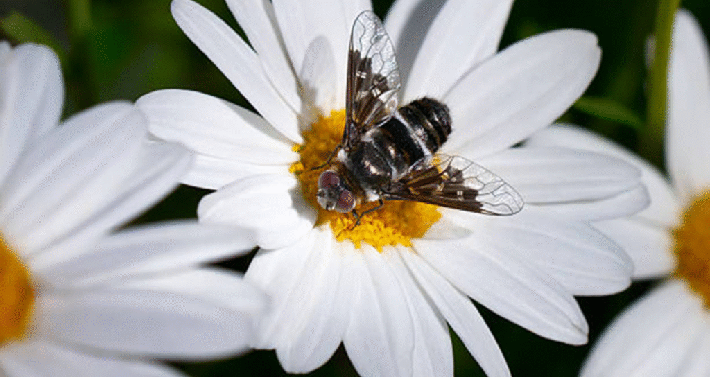 fly lifespan