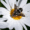 fly lifespan