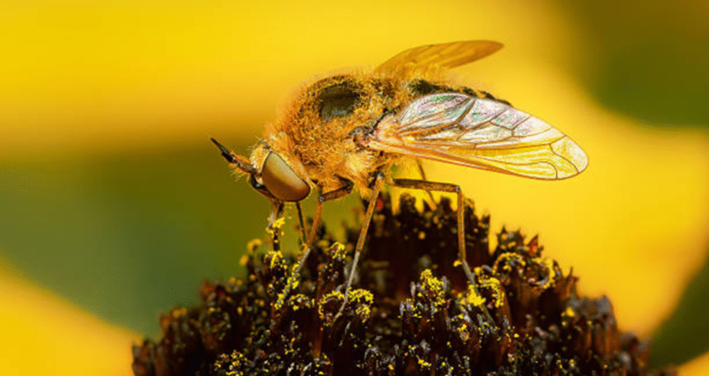 fly lifespan