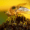 fly lifespan