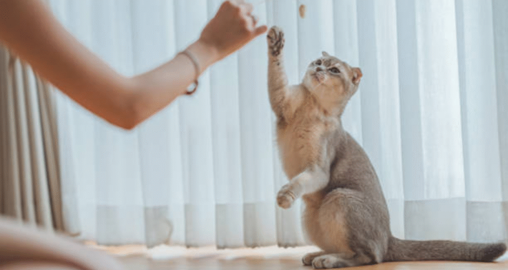 cat playing with girl