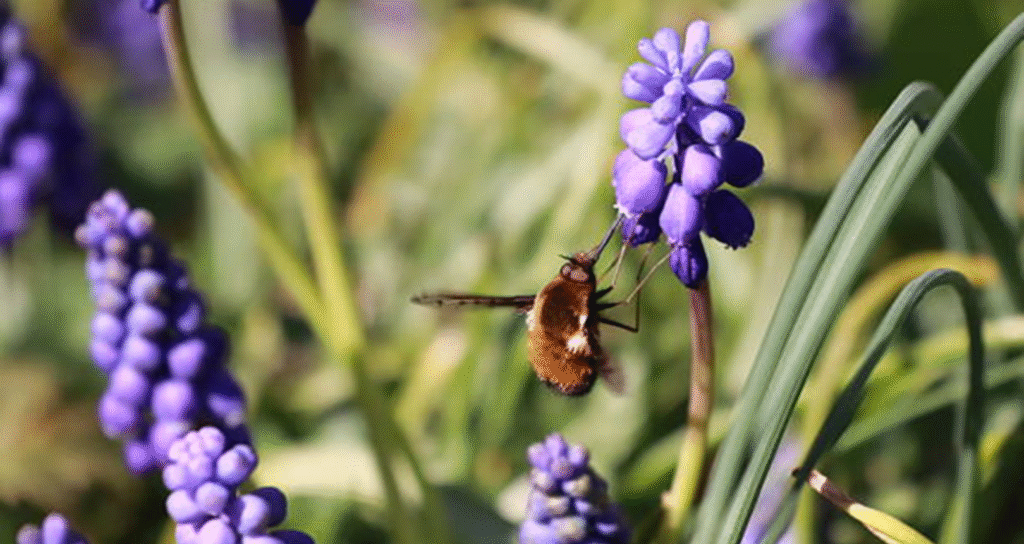 fly lifespan
